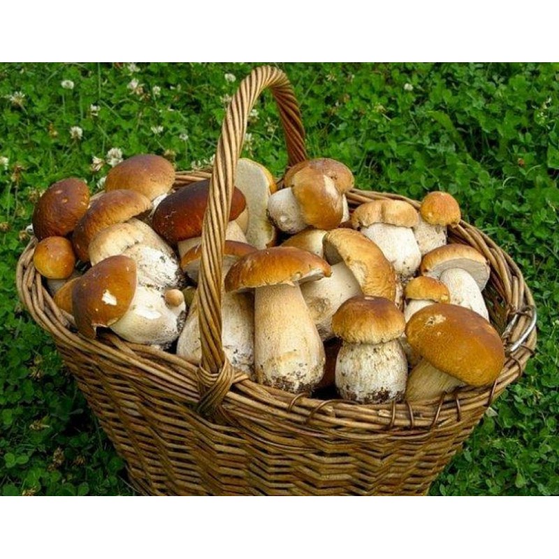 Нож грибника со щеточкой