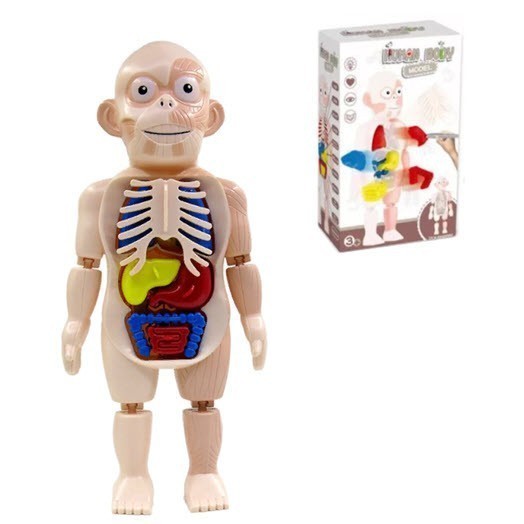 Модель человеческого тела для детей Human Body Model W603