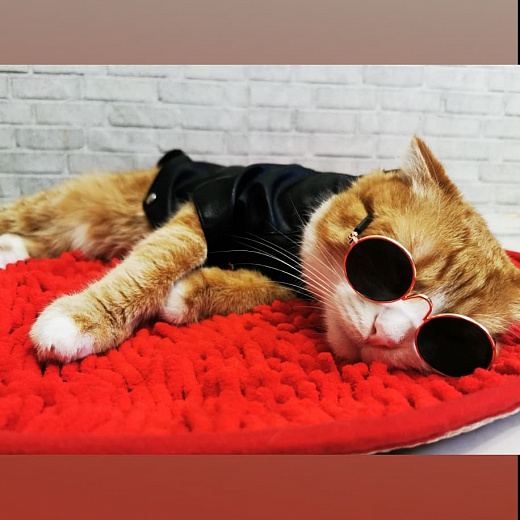 Купить Солнцезащитные очки для кошек/собак, чёрный