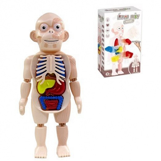 Купить Модель человеческого тела для детей Human Body Model W603